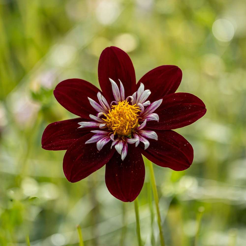 Dahlia 'Night Butterfly'